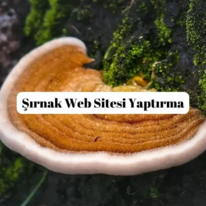 Şırnak web sitesi yaptırma